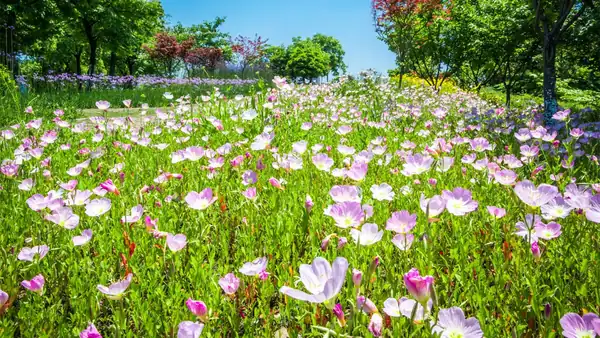 Printemps au Québec, jardins en fleurs