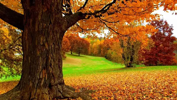 Automne au Québec, feuilles dorées